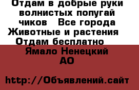 Отдам в добрые руки волнистых попугай.чиков - Все города Животные и растения » Отдам бесплатно   . Ямало-Ненецкий АО